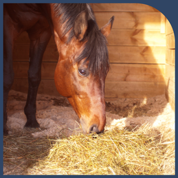 Cheval au box