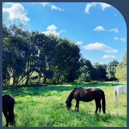 Chevaux au paddock